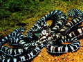   Mimic Octopus Thermoctopus Mimicus Taken Anilao Batangas Philippines using Cannon Powershot G9 housed Ikelite lit Inon Z240 Strobes Epoque Wide Angle Lens.Very fascinating interesting subject must say... Lens. Lens say  